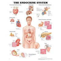 The Endocrine System (Poster - Soft Lamination)