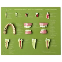 Case of Teeth â€œKeep Your Teeth Healthyâ€