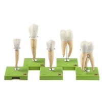 Five Models of Teeth