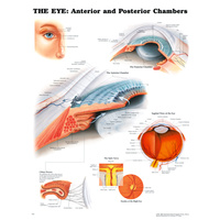 Anatomical Chart-  The Eye Anterior & Posterior Chambers