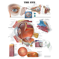 Anatomical Chart- Eye