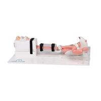 Esophago-Gastro-Duodenoscopy (EGD) Simulator