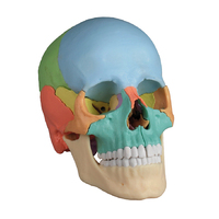 Osteopathic Skull Model, 22 part, Didactic Version