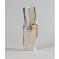 X-Ray Phantom Elbow, Transparent
