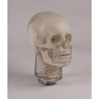 X-ray Phantom Head with Cervical Vertebrae, Transparent