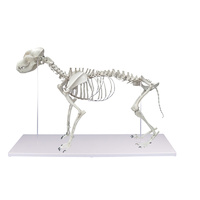 Life Size Dog Skeleton