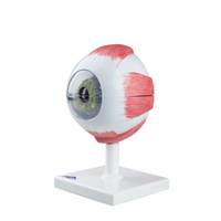 Anatomical Model -  Giant Eye