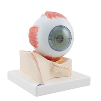Anatomical Models about Giant Eye with Orbit