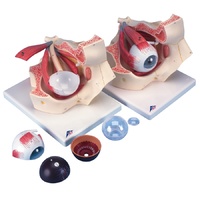 Human Eye Model in Orbit, 7 Part