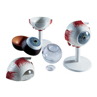 Human Eye Model, 6 part
