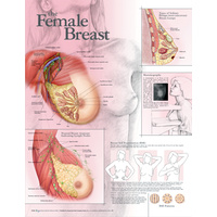 Anatomical Chart- Female Breast