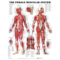 Anatomical Female Muscular System Chart