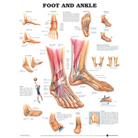 Foot and Ankle (Poster - Rigid Lamination)