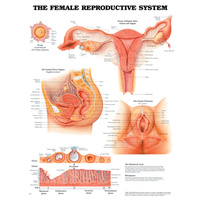 The Female Reproductive System (Poster - Soft Lamination)