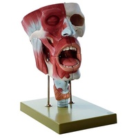 Cavities of Nose, Mouth and Throat with Larynx