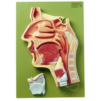Median Section of the Cavities of Nose, Mouth and Throat