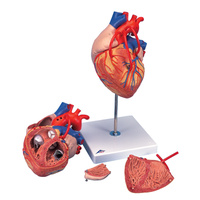 Anatomical Models about Heart with Bypass