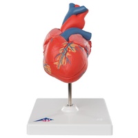 Anatomical Model to Learn about Human Heart