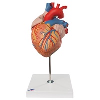 Anatomical Models about Heart (4pt)