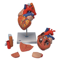 Anatomical Models about Heart, Oesophagus & Trachea