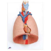Anatomical Lung Model with Larynx