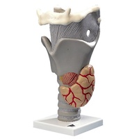 Anatomical Model - Functional Larynx (3B Scientific)