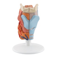 Anatomical Larynx with Half of Thyroid Model