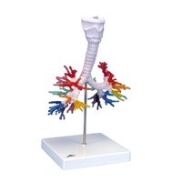 Anatomical Model- CT Bronchial Tree with Larynx