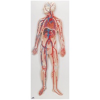 Anatomical Model Circulatory System