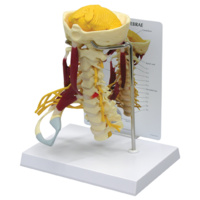 Anatomical Deluxe Muscled Cervical Model