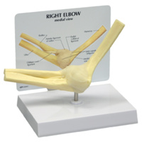 Anatomical Basic Elbow Model