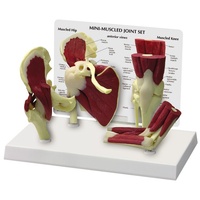 Anatomical Model- Mini-Muscled Joint Set