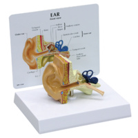 Anatomical Model-Ear