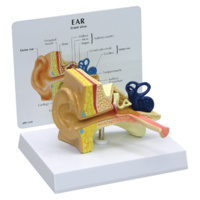Anatomical Model- Child Ear