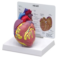 Anatomical Model- Heart
