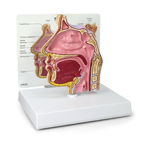 Anatomical Model -  Sinus
