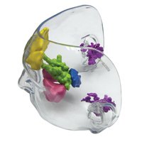 Anatomical Model- Clear Full Sinus