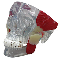 Anatomical Model- Temporomandibular Joint