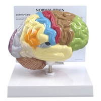 Anatomical Model - Half Brain Sensory/Motor