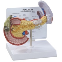 Anatomical Model -  Pancreas /GB / Spleen Cancer