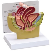 Anatomical Model -  Female Pelvis