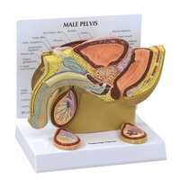 Anatomical Model- Male Pelvis with Testicle