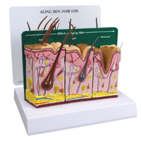 Aging Skin / Hair Loss and Normal Skin Model