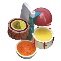 Anatomical Model-Diabetes Model Set (4pt)