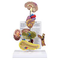 Anatomical Model-Metabolic Syndrome Models 