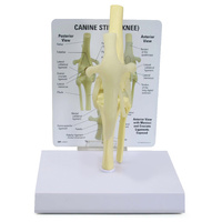 Anatomical Model-Canine Knee
