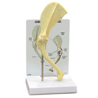 Anatomical Model-Canine Shoulder