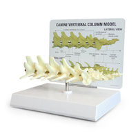Anatomical Model-Canine Vertebrae with Sacrum