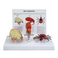Anatomical Model-Canine Skin Parasites