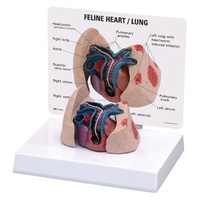 Anatomical Model-Feline Heart and Lung